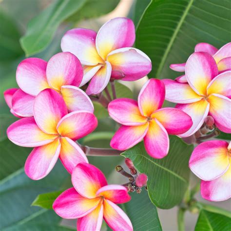 Plumeria flower