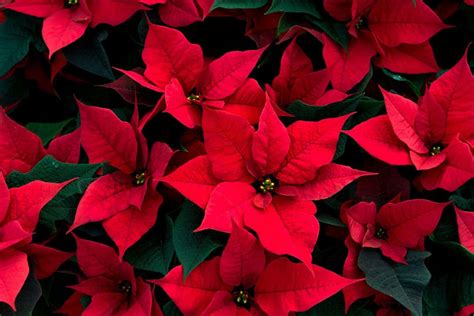 Poinsettia Birth Flower