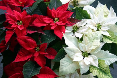 Poinsettias