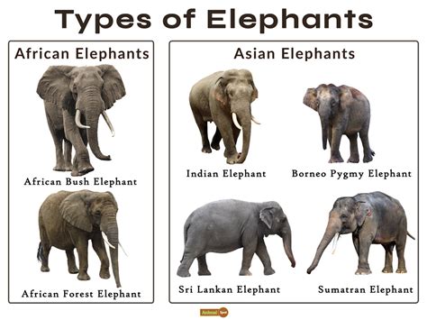 Popular Types of Elephant Printables