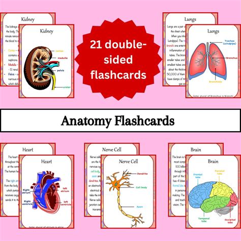 Printable Flashcards for Medical Students