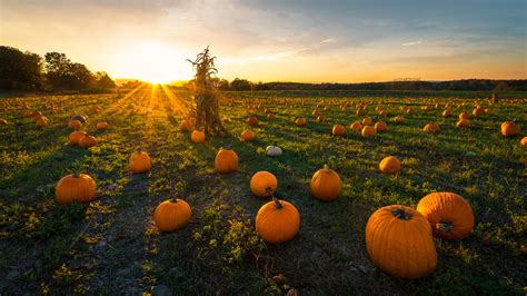 Pumpkin patch with vines and leaves