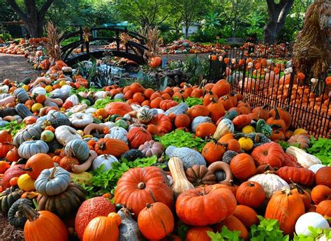 Pumpkin Patches Texas