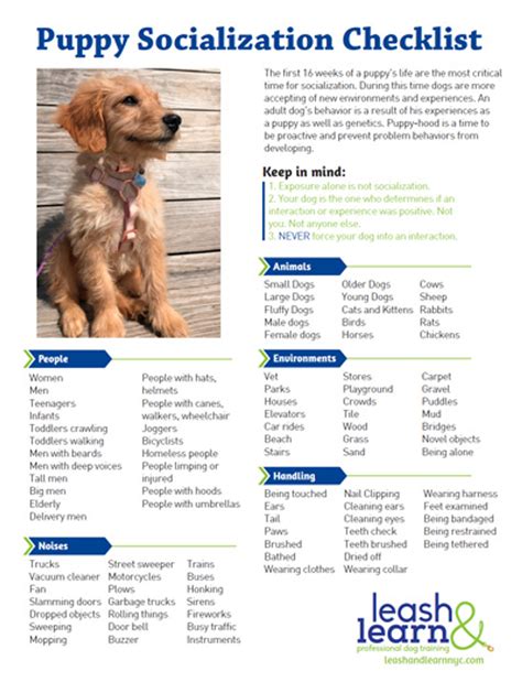 Puppy socialization checklist