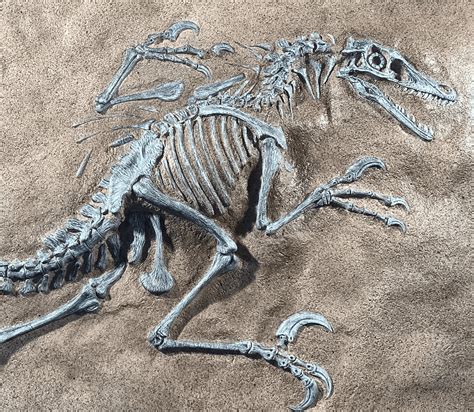 Raptor Fossil