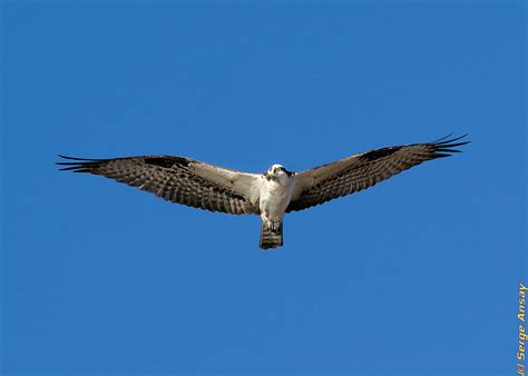 Raptor in flight