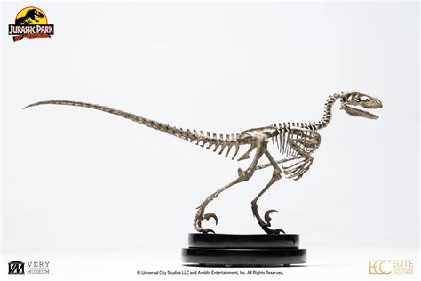 Raptor Skeleton