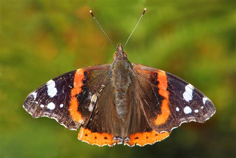 Red Admiral butterfly picture