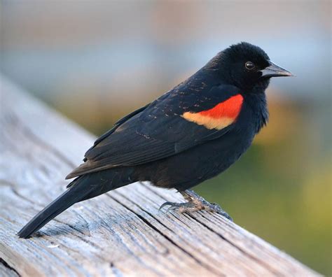 Red Winged Blackbird perched on a branch