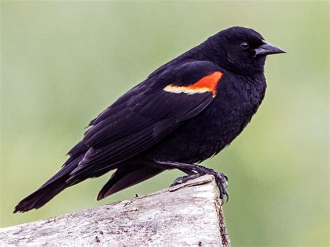 Red Winged Blackbird in a tree