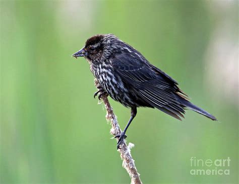 Red Winged Blackbird singing