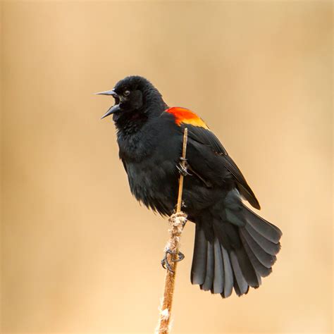 Red Winged Blackbird at a bird feeder