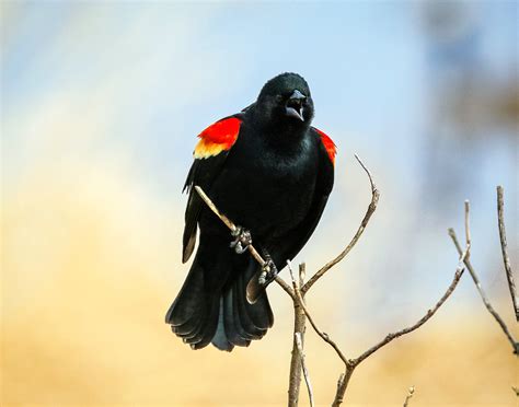 Red Winged Blackbird in a wetland