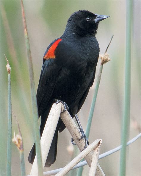 Red Winged Blackbird perched on a cattail