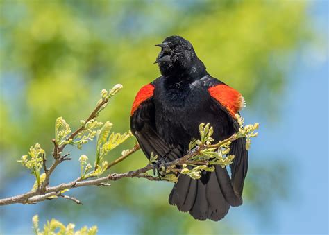 Red Winged Blackbird at a bird feeder