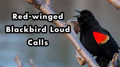 Red Winged Blackbird singing