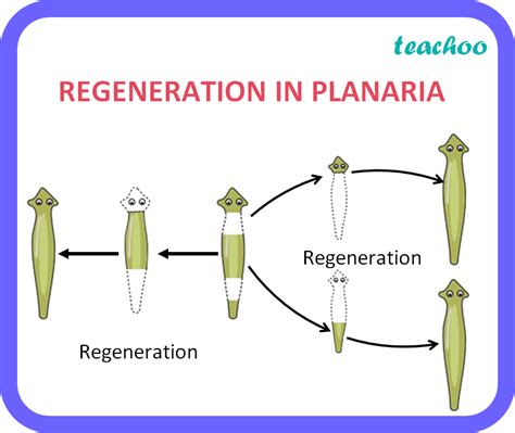 Regeneration Diagram