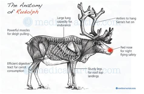 Reindeer Physiology