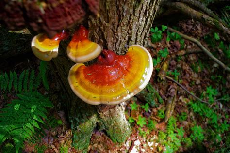 Description of Reishi Mushroom