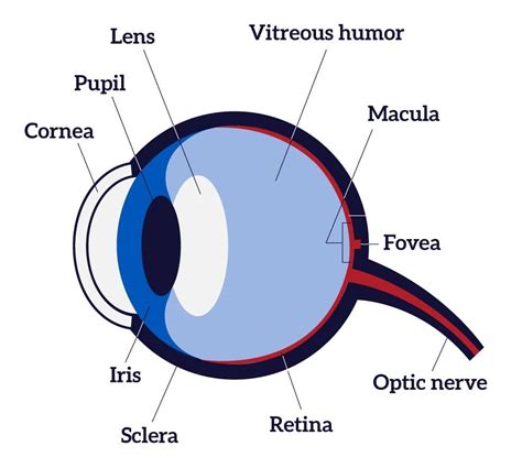 Retinal Word