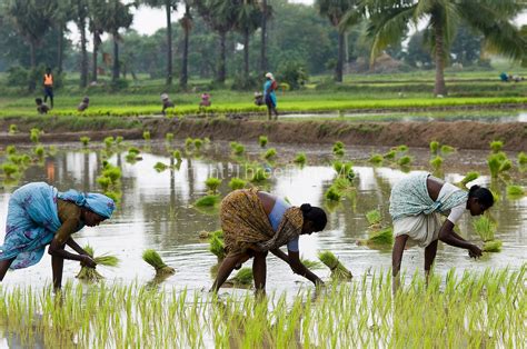 Rice Cultivation