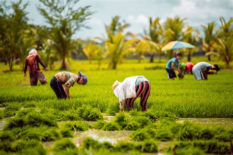 Rice Farming