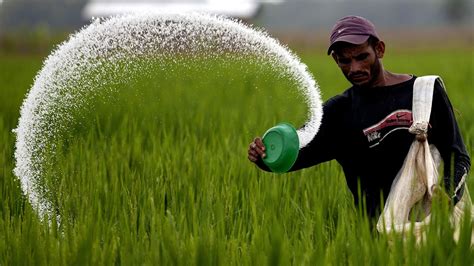 Rice Fertilization