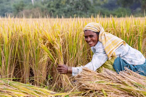 Rice Harvesting