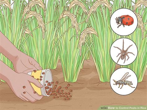 Rice Pest Management