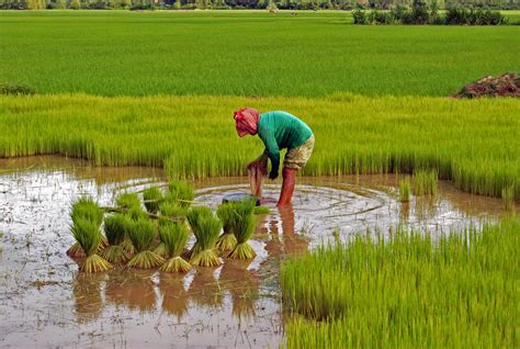 Rice Planting