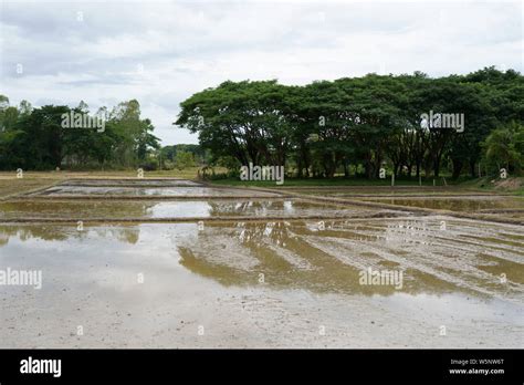 Rice Soil Preparation