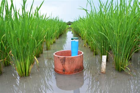 Rice Water Management