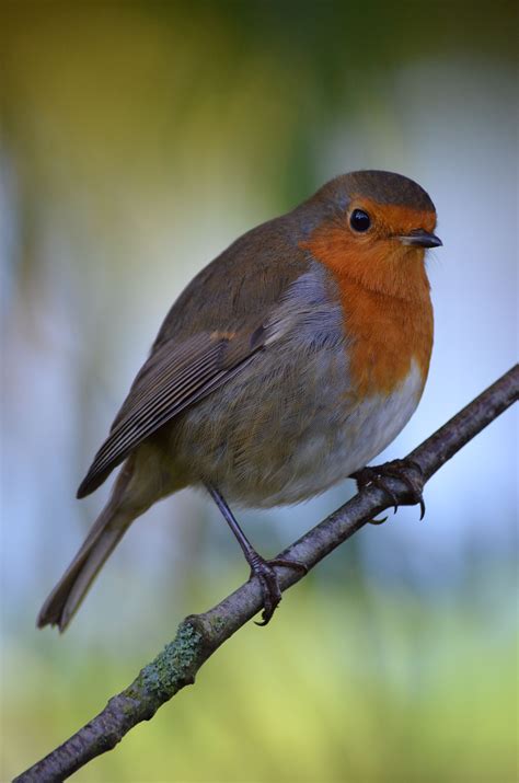 Robin bird image