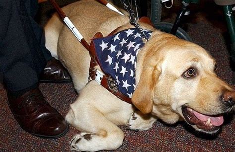 Roselle, a Labrador Retriever, was a guide dog and hero