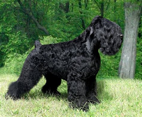 Russian Black Terrier