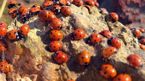 Russian Ladybugs