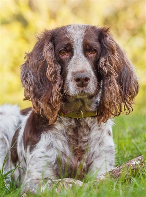 Russian Spaniel