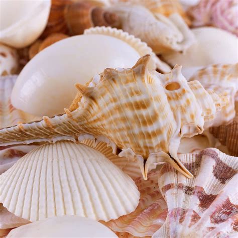 Sea Shells