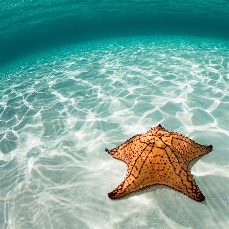 Sea Starfish