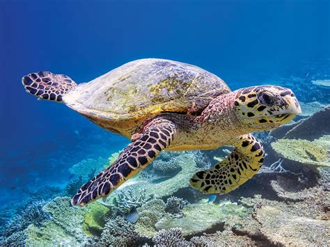 A sea turtle swimming in the ocean, with a school of fish in the background