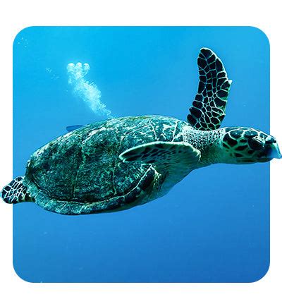 Sea Turtles