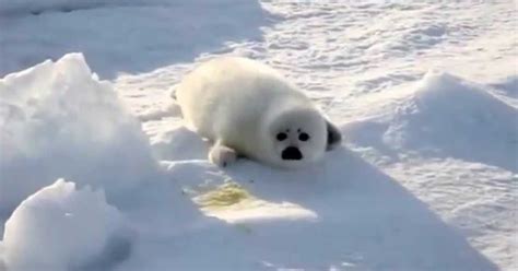 Seal Behavior