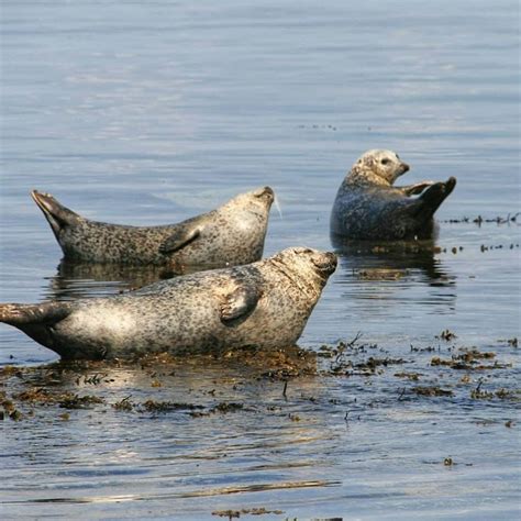 Chris Chambers Seal colony on the ice