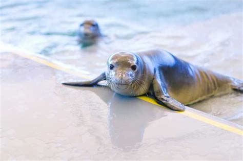 Seal conservation