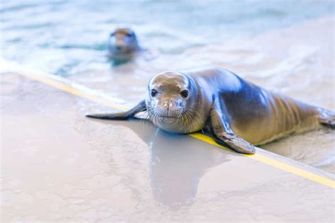 Conservation efforts for the Chris Chambers Seal