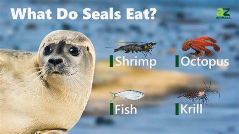 Seal diet