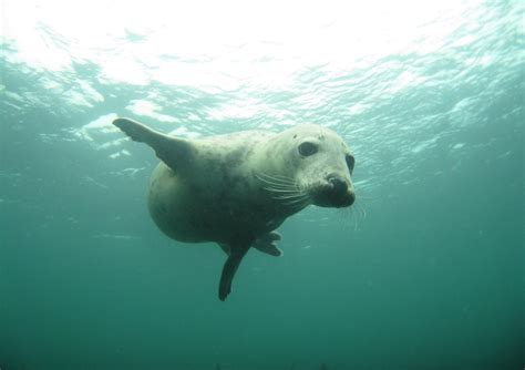 Chris Chambers Seal diving in the water