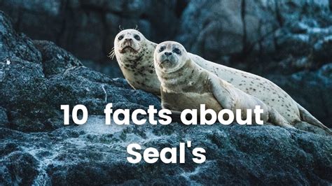 Seal Facts