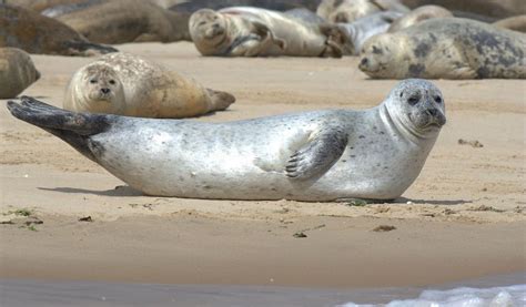 Seal habitat