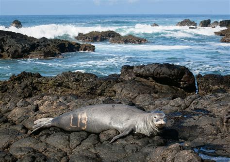 Seal Habitat Loss